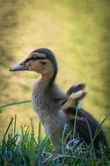 Duckling next to the pond