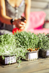Woman with Organic micro green srpouts on terrace. Healthy food and diet concept. Organic micro greens in a plastic box.