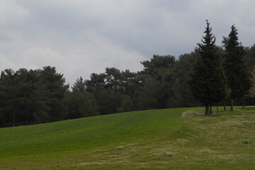 green grass and trees in the forest, desolation