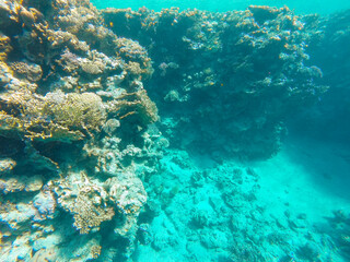 Fototapeta na wymiar Coral reef in the depths of the sea near the shore.