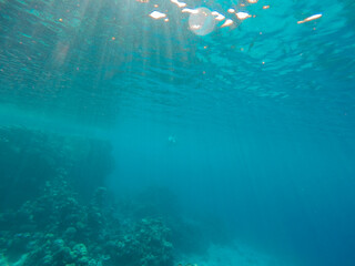 The coral reef is alive in the azure sea water at the surface of the water in the glare of the sun.