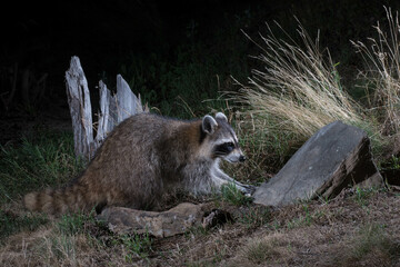 Obraz premium Raccoon at night.
