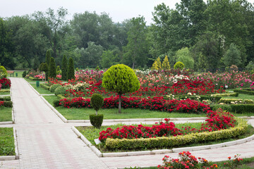 Fototapeta premium Manicured alleys in a beautiful park with planted bushes and blooming roses in a modern style. place to walk