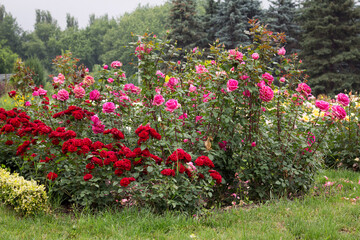 Red and pink rose bushes blossomed beautifully in the park in summer