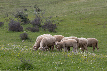 Naklejka na ściany i meble lambs and sheep grazing in the lush green meadow and daisies, spring season