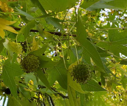 Sycamore tree leaves with seeds natural background, branches of bright vibrant green color, environmental concept, Platanus occidentalis, also known as American sycamore