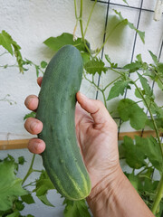 hand picking ripe cucumber, greenhouse at home garden