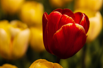 blooming isolated red tulip in a field of yellow tulips on a tulip farm in North Holland near the city of Alkmaar. Tulips always bloom in April and early May