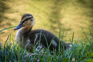 duck in the grass