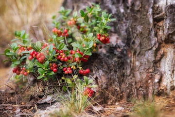 Shrub of Vaccinium vitis-idaea called lingonberry, partridgeberry, mountain cranberry or cowberry - 520886755