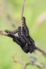 Peacock butterfly caterpillars - Aglais io - macro details