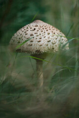 The parasol mushroom under the tree - macro details - 520886797