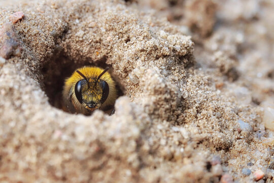Mining bee - macro details