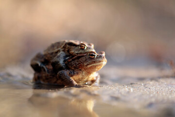 Common toads mating season 