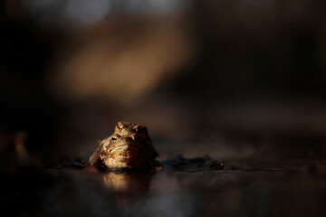 Common toads mating season  - 520886902