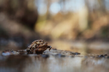Common toads mating season  - 520886903