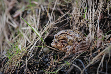 Common toads mating season  - 520886908