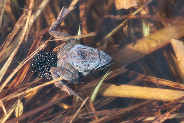 Pair of Moor frogs with female laying spawn - macro details - 520886919