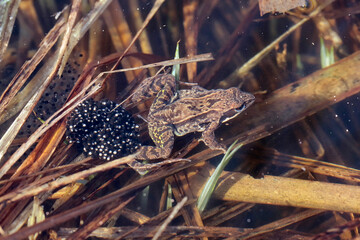 Pair of Moor frogs with female laying spawn - macro details - 520886920