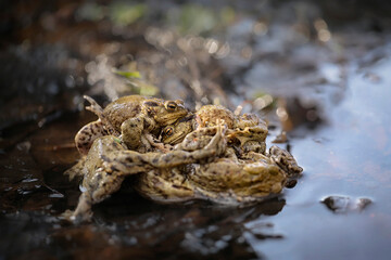 Common toads mating season  - 520886922