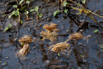 Common toads mating season  - 520886924
