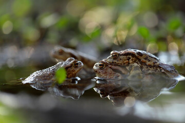 Common toads mating season  - 520886925