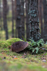 Sarcodon imbricatus, commonly known as the shingled hedgehog or scaly hedgehog - 520886938