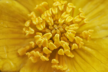 Flowering kingcup  - yellow, marsh flower - macro details