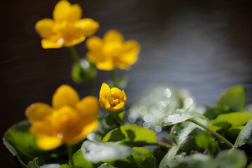 Flowering kingcup  - yellow, marsh flower - macro details
