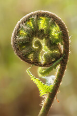 Fresh fern - detailed macro shot - 520886981