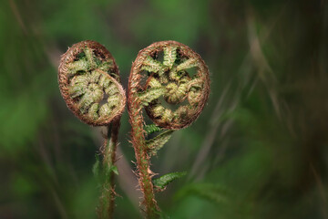 Fresh fern - detailed macro shot
