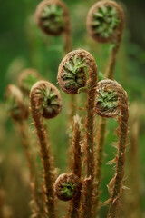 Fresh fern - detailed macro shot