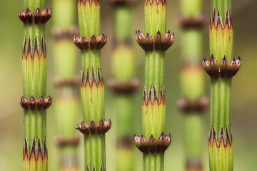 Green , spring horsetail on the meadow - macro details - 520886991