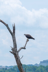 Osprey (Pandion haliaetus) Perched on a Tree in Alexandria, VA, USA