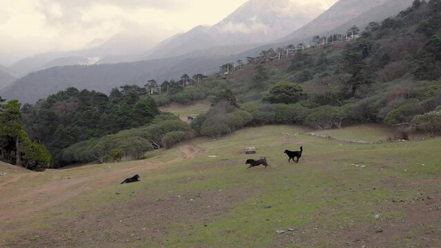 dogs running in nepal mountains mount everest basecamp trek in slow motion shot with canon eos r5