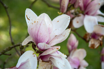 flowering magnolia tree with large pink flowers slightly frost damaged