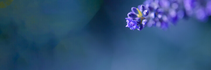 lavender flowers closeup purple provence flowers background baner letter poster lavender sprig lavandin