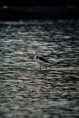 Bird of the Brazilian fauna, native to the São Francisco River.