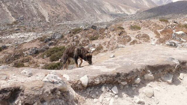 mountain dog walking in nepal mount everest basecamp in slow motion himalayas trekking stray dog