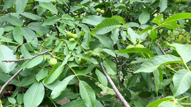 A walnut tree and the nut kernels growing on it. Walnut grows in the garden. Growing walnuts in the home garden.