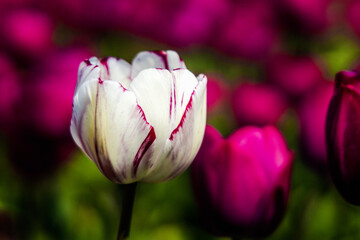 Fototapeta premium blooming isolated white-purple tulip in a field of purple tulips on a tulip farm in northern Holland near the city of Alkmaar. Tulips always bloom in April and early May.