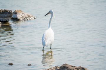 The small white heron or Little egret stands in the lake