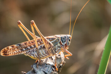 A large brown locust, Locusta migratoria, with a pattern on its body sits on branch among green vegetation in a summer garden.