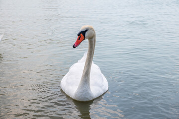 Graceful white Swan swimming in the lake, swans in the wild. Portrait of a white swan swimming on a lake.