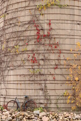 silo and fall vines