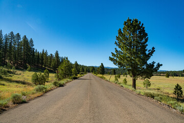 Empty Road through the Pine Trees - 520890369
