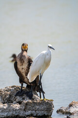 Small white heron, or Little egret, Egretta garzetta, and Great cormorant, Phalacrocorax carbo, sitting on a cliff and looking for fish in shallow water