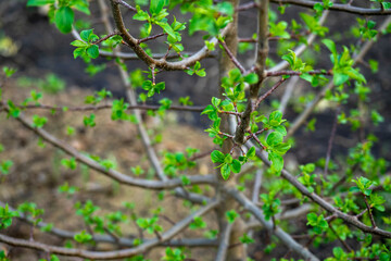 Fototapeta premium Young green leaves on the branches of a plum tree in spring. The concept of gardening and growing fruit trees