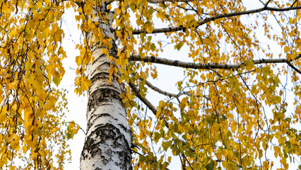 Bottom view of a birch tree with golden yellow leaves against a white sky