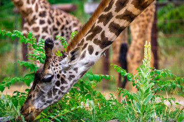 Baby Giraffe Face Side View Portrait Having Her Head Down To Eat Vegetables